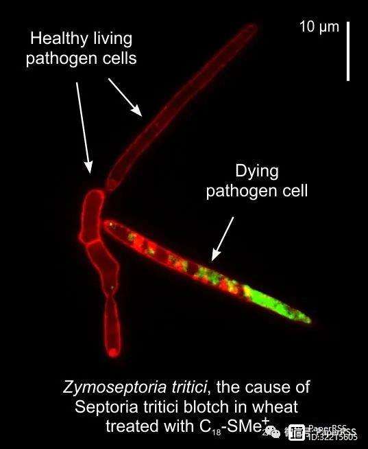 包含埃克塞特城客场失利，保级困境日益严重！的词条
