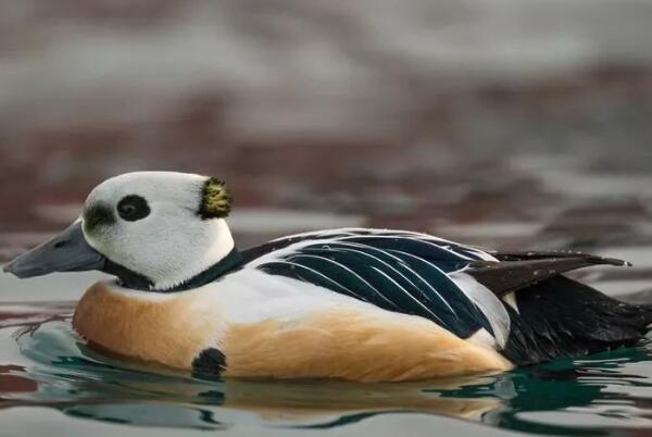 -瑞典大胜拉脱维亚，晋级前景渐露光明的简单介绍